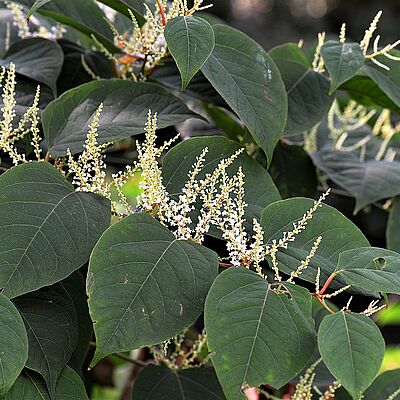 Der Japanknöterich ist mit seinen spätblühenden Blüten auch eine beliebte Nahrungspflanze für Insekten. Bild: pixabay