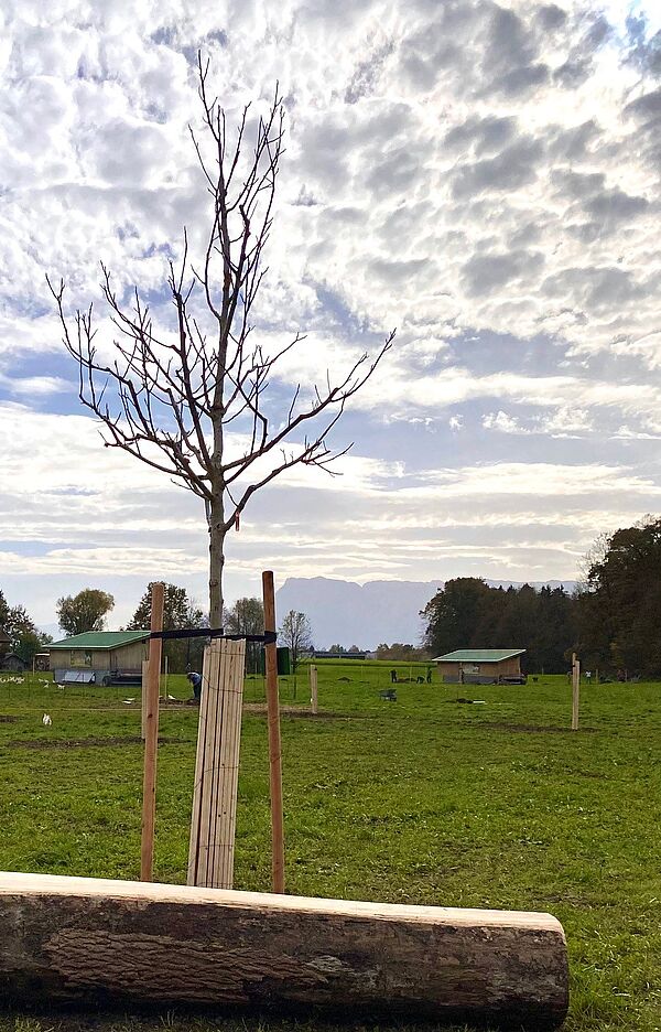 Auch ein Walnussbaum hat im Sortenerhaltungsgarten seinen Platz gefunden. Der Jubiläumsbaum für das 50-jährige Bestehen des Kreisverbandes für Gartenbau und Landschaftspflege BGL wurde mit finanzieller Hilfe der Sparkasse BGL und des oberbayerischen Bezirksverbandes der Gartenbauvereine angeschafft.