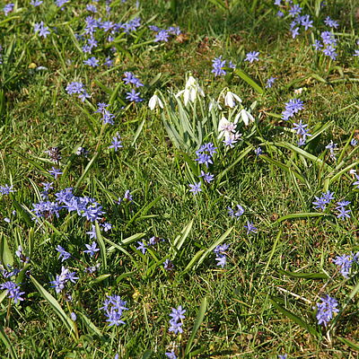Blausterne (Scilla bifolia) geben mit Schneeglöckchen (Galanthus nivalis) ein blau-weißes Farbenspiel ab.