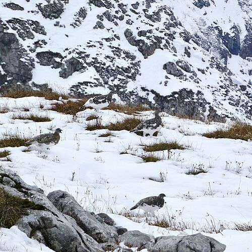 Perfekt getarnt – Alpenschneehühner auf einer alpinen Grasmatte (©Florian Marchner).