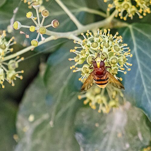 Der Efeu (Hedera helix) zeigt dann seine nektar- und pollenreichen Blüten, wenn die meisten anderen heimischen Pflanzen bereits verblüht sind, und ist so für viele Insekten eine überle-bensnotwendige Futterquelle. Foto: Pixabay