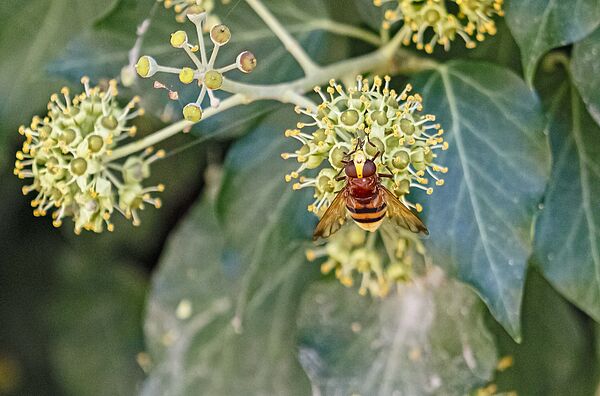 Der Efeu (Hedera helix) zeigt dann seine nektar- und pollenreichen Blüten, wenn die meisten anderen heimischen Pflanzen bereits verblüht sind, und ist so für viele Insekten eine überle-bensnotwendige Futterquelle. Foto: Pixabay
