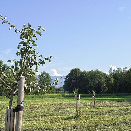 Im Obstsortenerhaltungsgarten sollen alte oder unbekannte Apfel- und Birnensorten erhalten werden. 50 Hochstämme und 50 Spindelbäume stehen bisher auf dem Gelände. Weitere 100 Bäume kommen noch dazu.