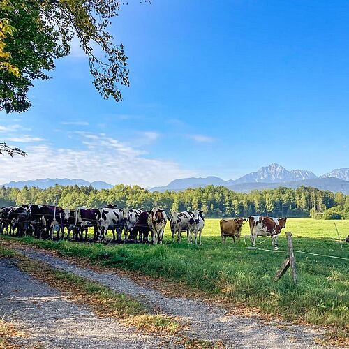 Weidelandschaften im Surtal (Foto: Biosphärenregion Berchtesgadener Land)
