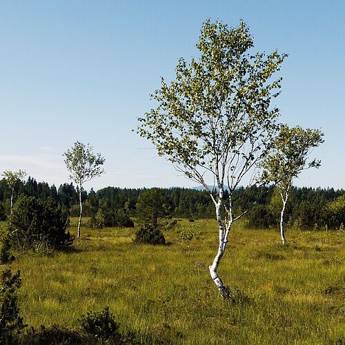 Moorbirken findet man beispielsweise in Moor- und Bruchwäldern und am Rand von Mooren, verein-zelt auch in den Mooren selbst. Fotos: Johann Feil