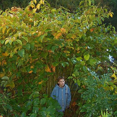 „Da wächst kein Gras mehr“ – der Japanknöterich kann schnell große Bestände ausbilden, wodurch andere Pflanzen keine Chance haben zu wachsen. Bild: Josef Stein
