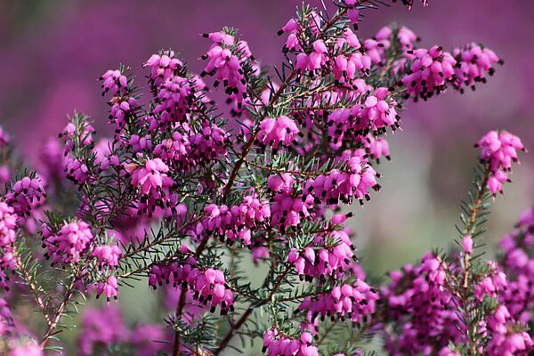 Die Winter- oder auch Schneeheide (Erica carnea) kann schon im November und Dezember ihre Blüten zeigen. Foto: Anette Meyer, pixabay