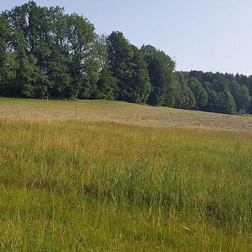 Flächen wie die Streuwiese am Sonnensteig in Bayerisch Gmain suchen BewirtschafterInnen. (Foto: LPV BGL e.V.)