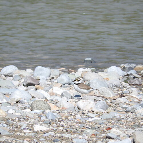 Der Flussregenpfeifer. Beide Vogelarten sind sehr klein und eher unscheinbar, Flussregenpfeifer sind ungefähr so groß wie Bachstelzen. Das Federkleid dieser Vögel ist perfekt angepasst an ihren Lebensraum: Auf den Kiesbänken sind sie mit bloßem Auge nur schwer zu erkennen.