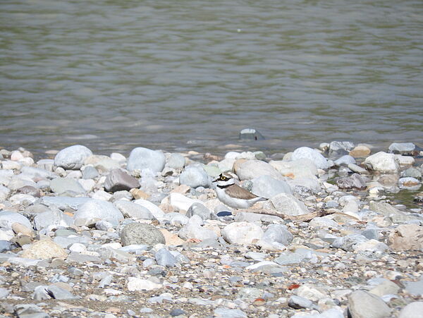 Der Flussregenpfeifer. Beide Vogelarten sind sehr klein und eher unscheinbar, Flussregenpfeifer sind ungefähr so groß wie Bachstelzen. Das Federkleid dieser Vögel ist perfekt angepasst an ihren Lebensraum: Auf den Kiesbänken sind sie mit bloßem Auge nur schwer zu erkennen.